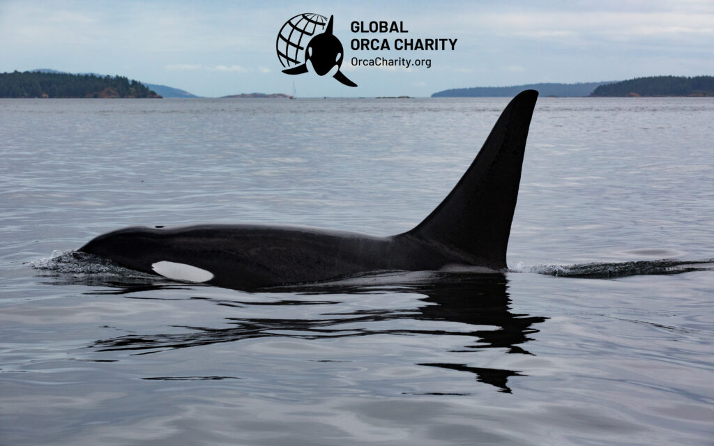 Global Orca Charity – Caring About Orca